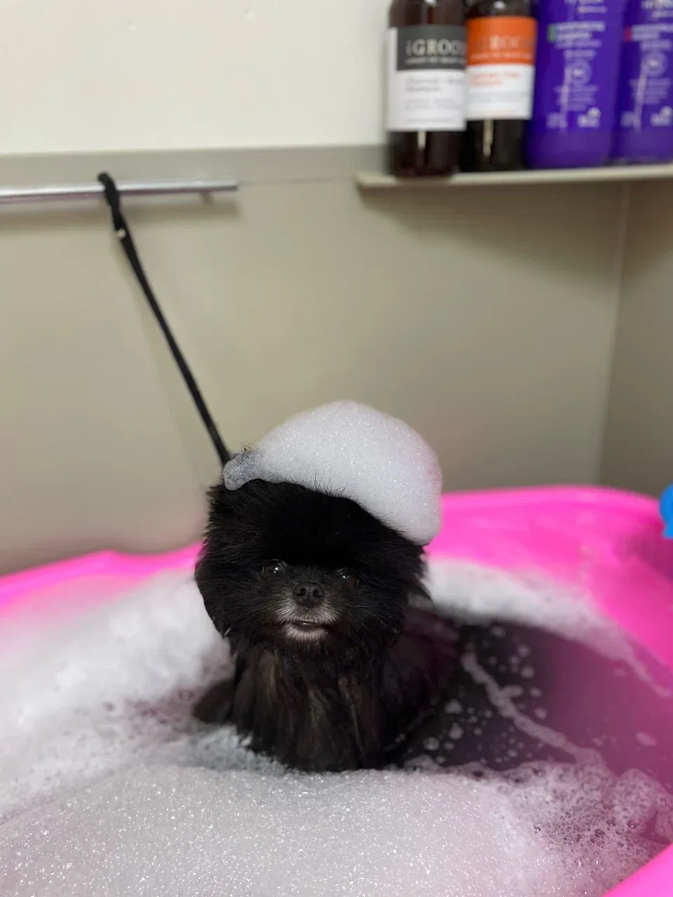 Easy Groom — работы и услуги — фото 2
