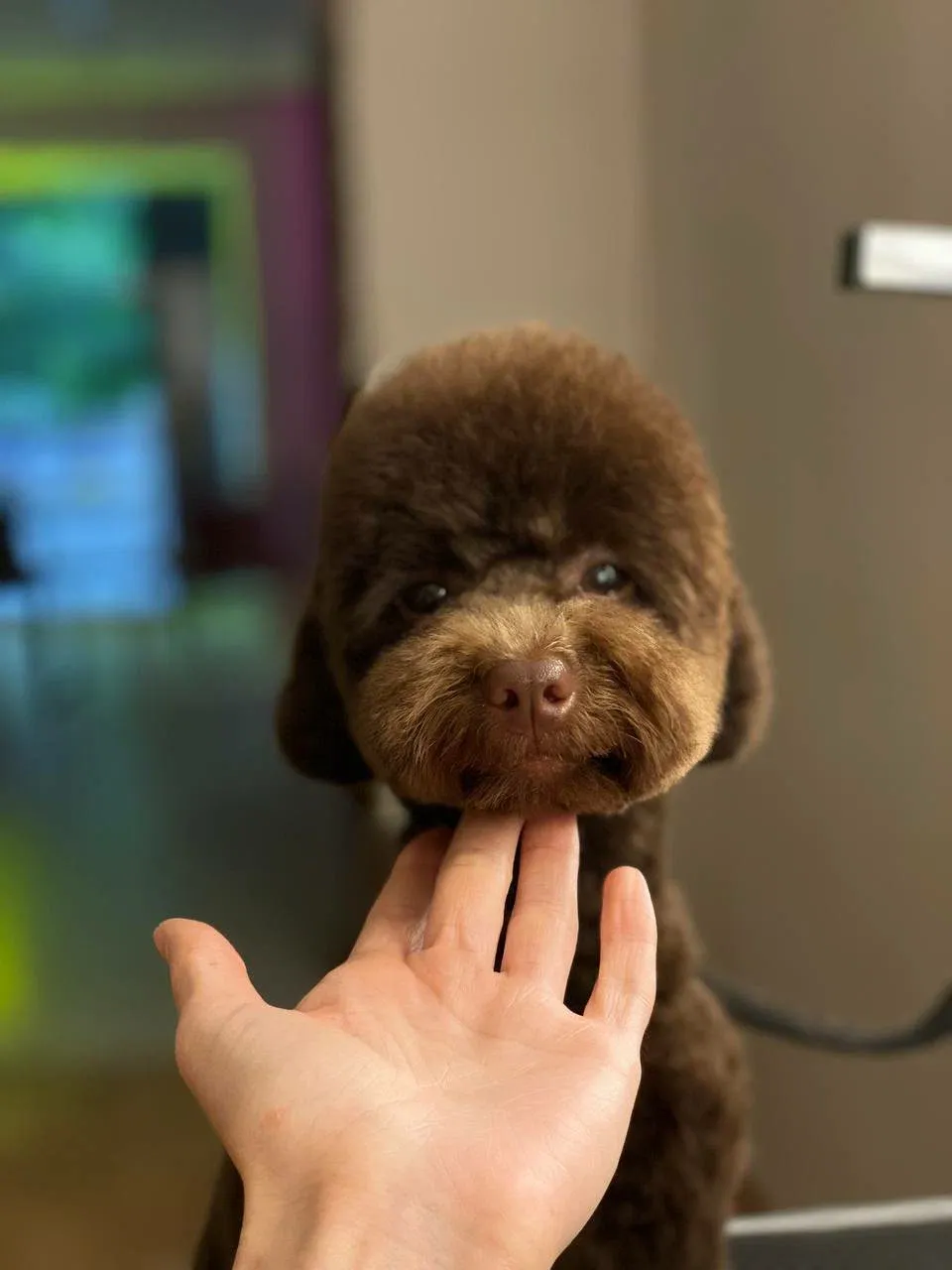 Easy Groom — работы и услуги — фото 4