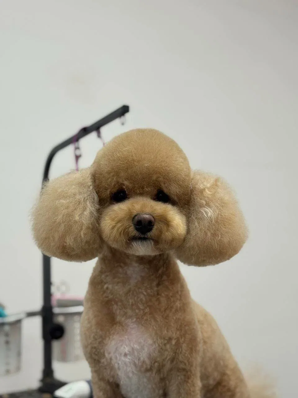 Easy Groom — работы и услуги — фото 6