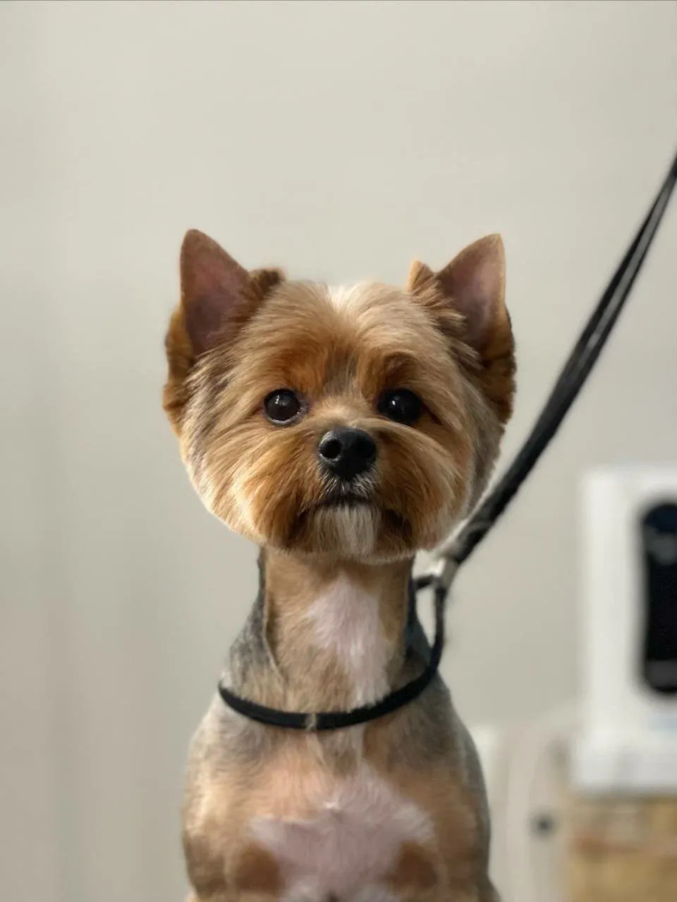 Easy Groom — работы и услуги — фото 10