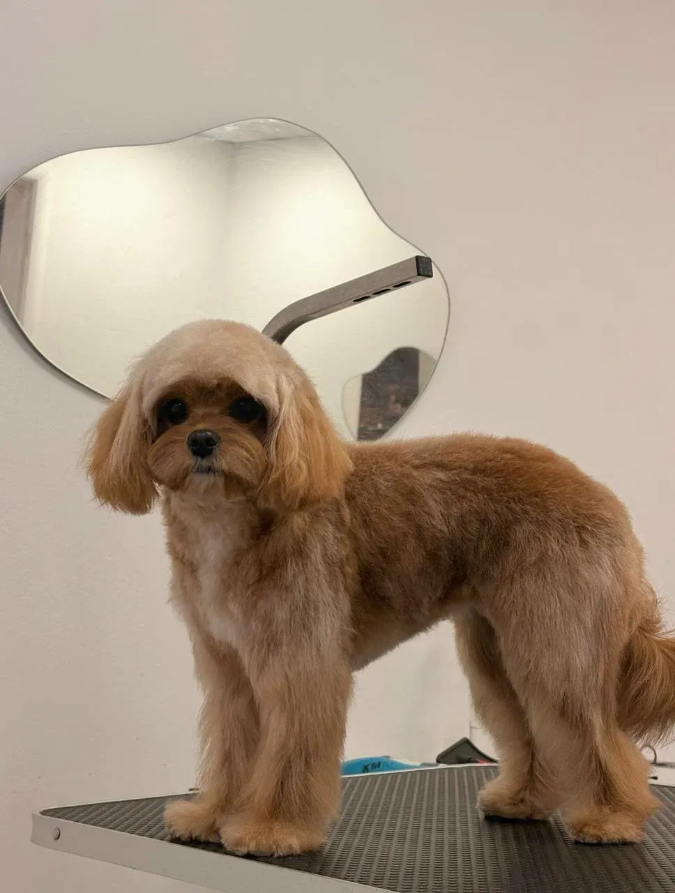 Easy Groom — работы и услуги — фото 11