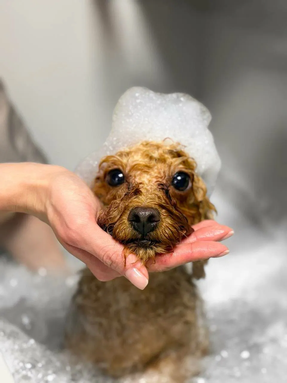 Easy Groom — работы и услуги — фото 13