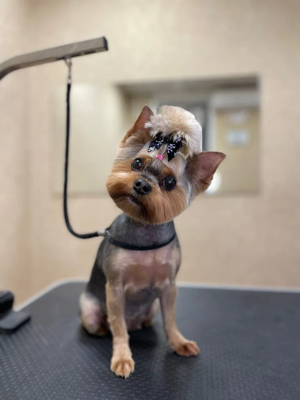 Easy Groom — работы и услуги — фото 14