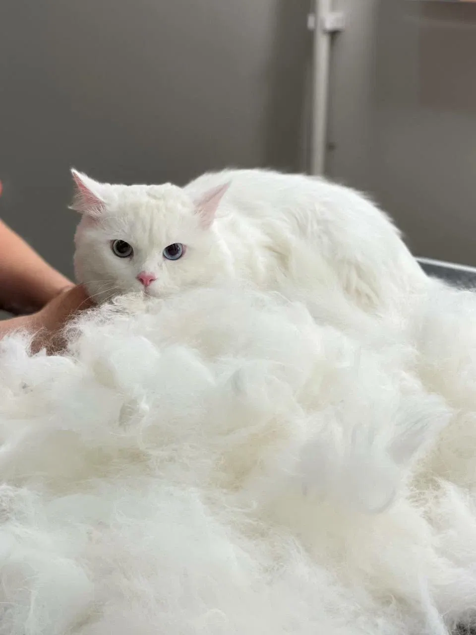 Easy Groom — работы и услуги — фото 16