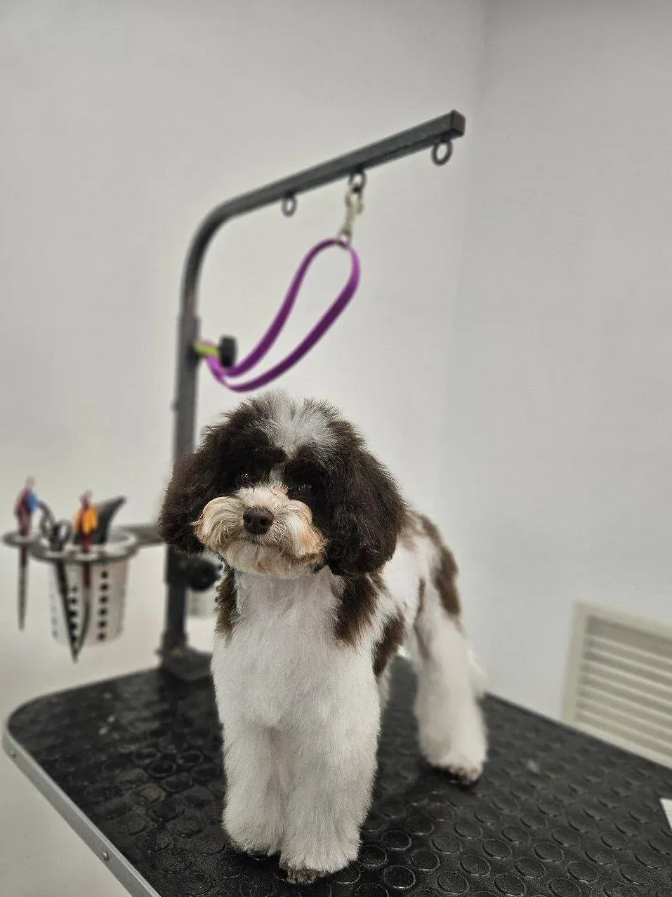 Easy Groom — работы и услуги — фото 20