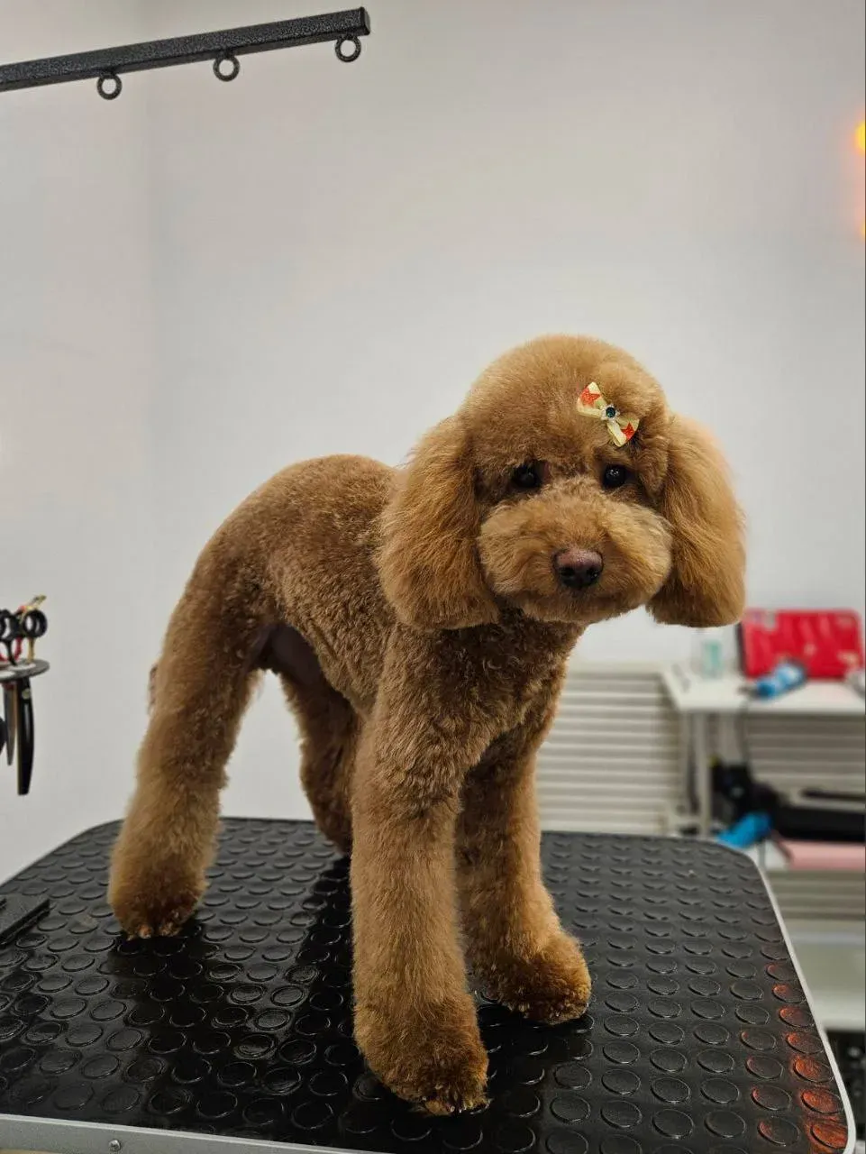 Easy Groom — работы и услуги — фото 21