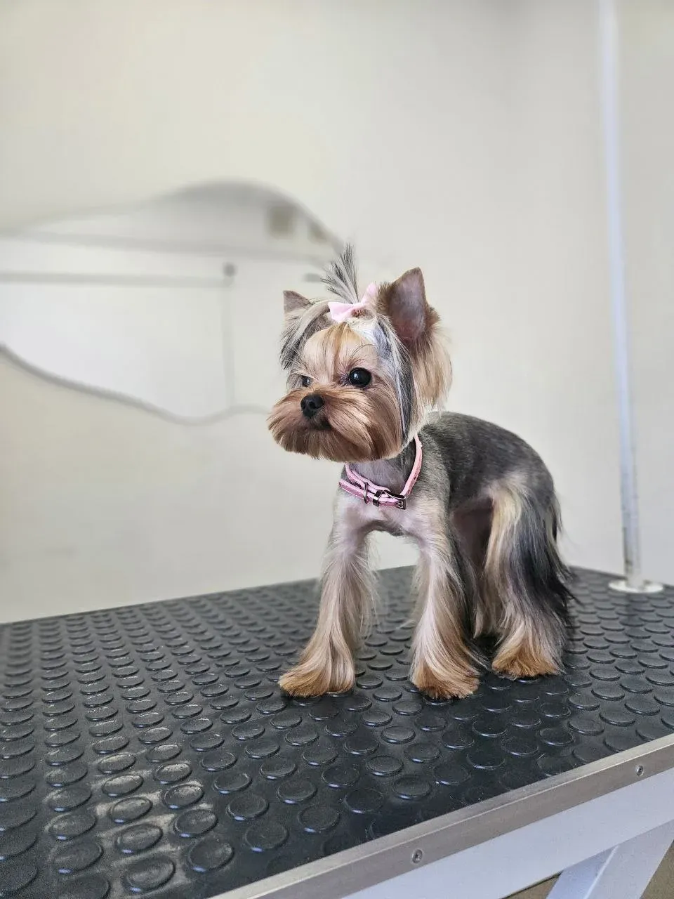 Easy Groom — работы и услуги — фото 22