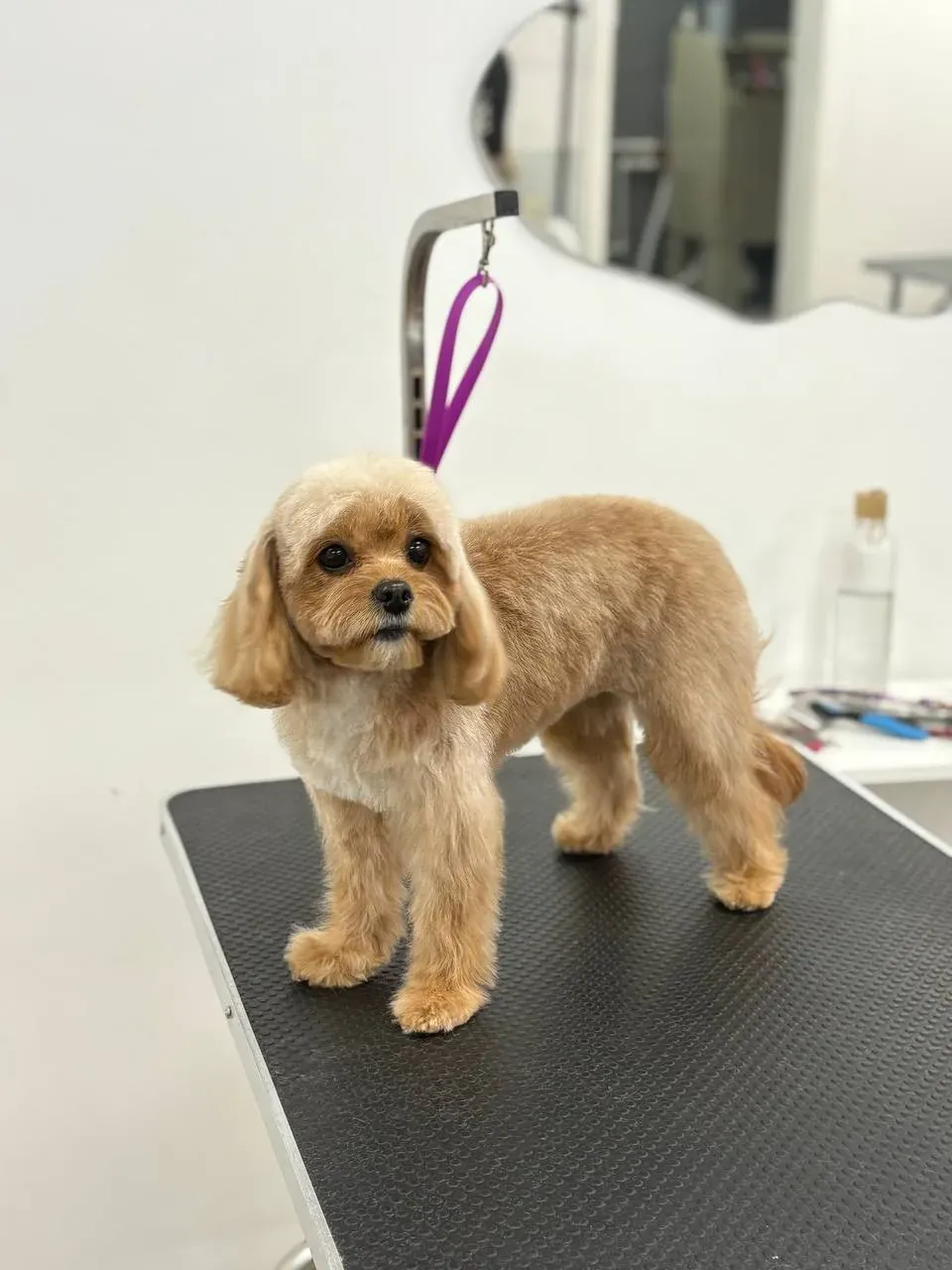 Easy Groom — работы и услуги — фото 28