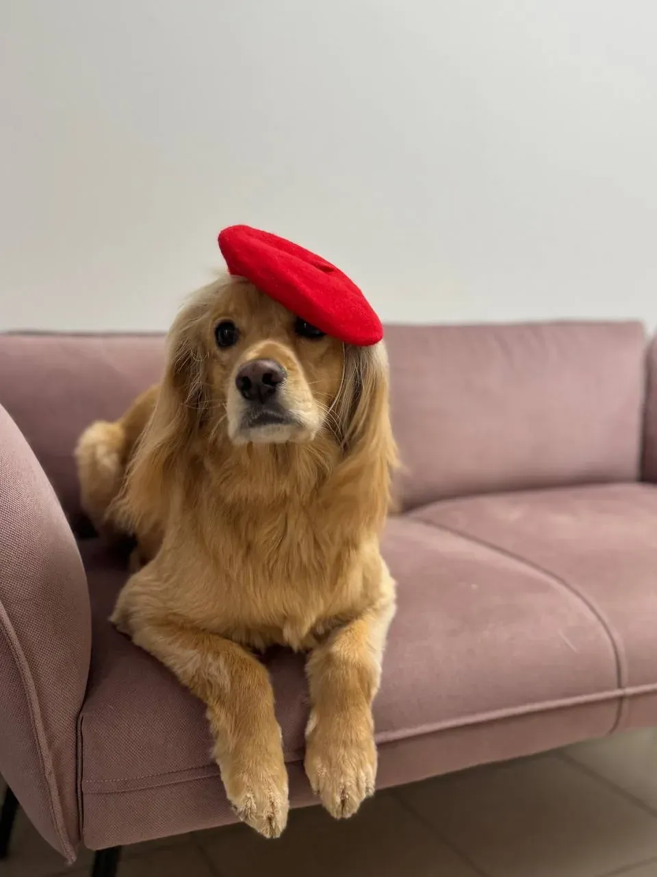 Easy Groom — работы и услуги — фото 30