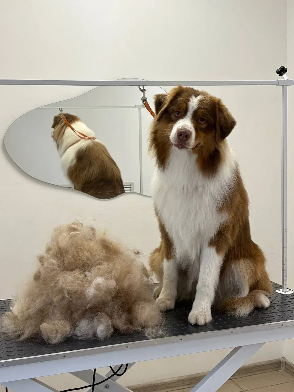 Easy Groom — работы и услуги — фото 31