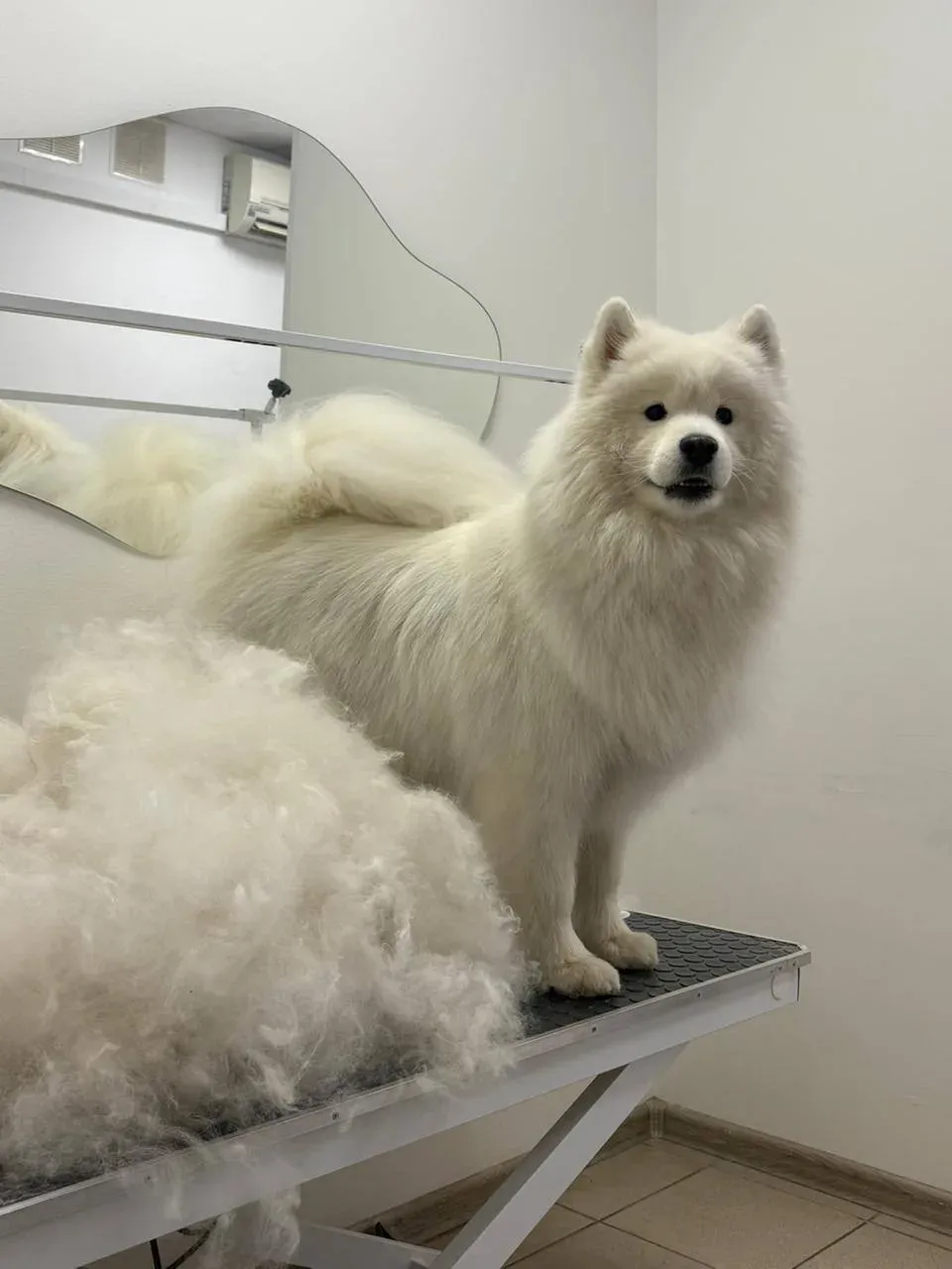 Easy Groom — работы и услуги — фото 33