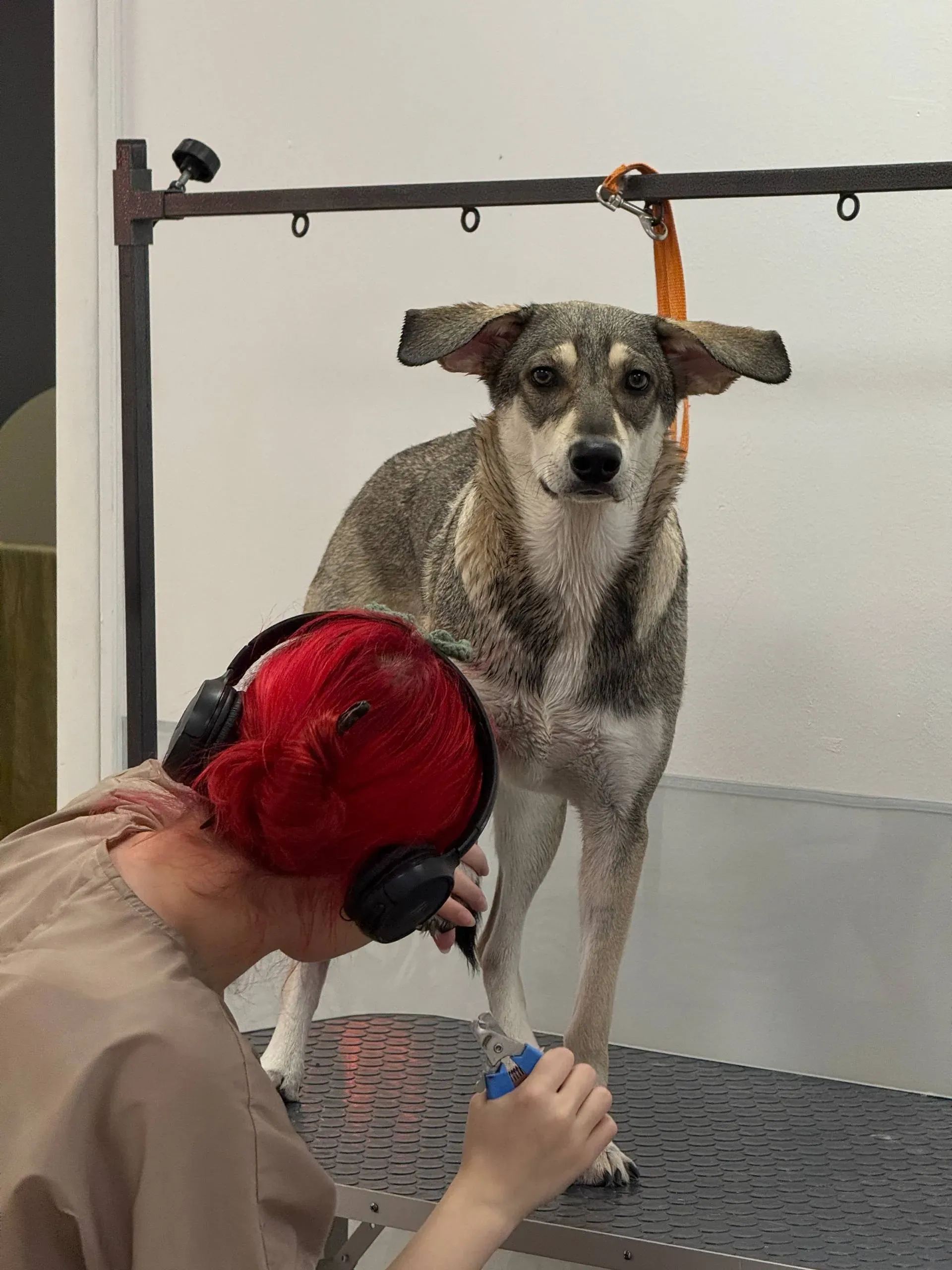 Easy Groom — работы и услуги — фото 35