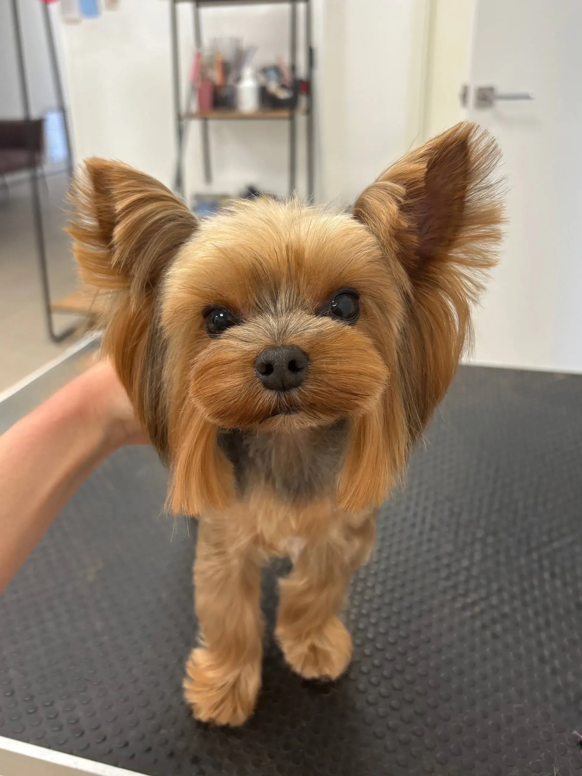 Easy Groom — работы и услуги — фото 36
