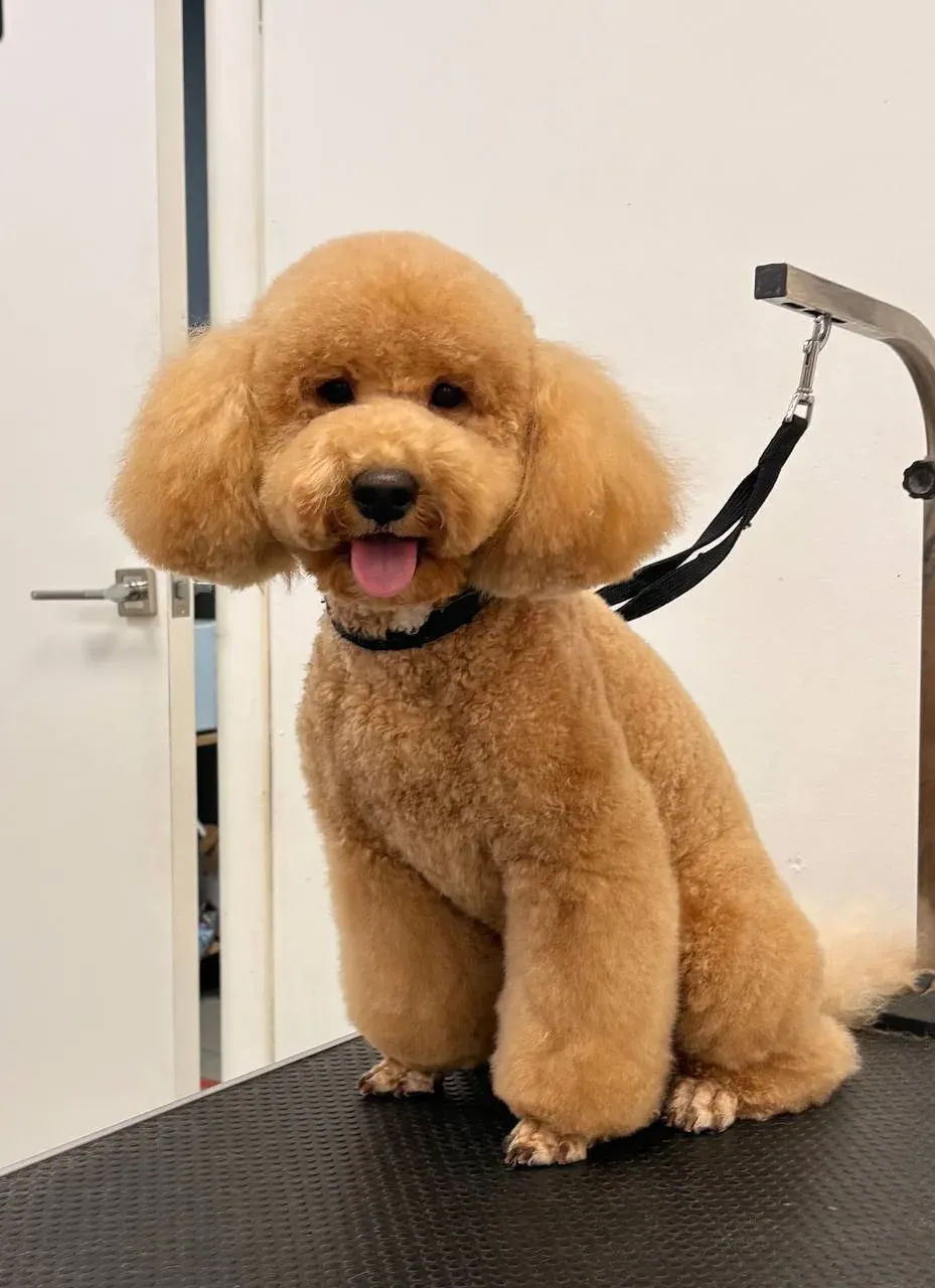Easy Groom — работы и услуги — фото 39