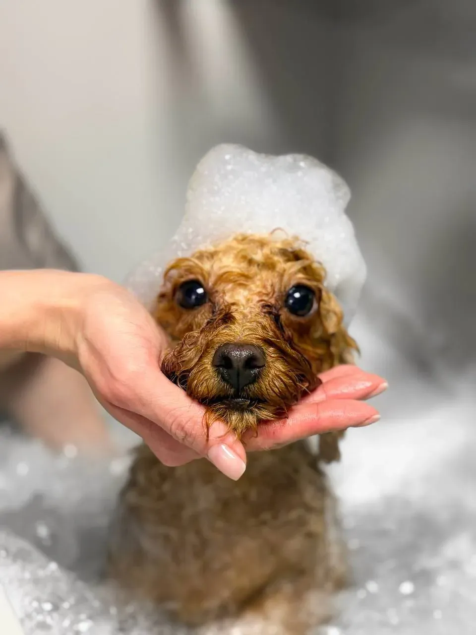 Easy Groom — работы и услуги — фото 41