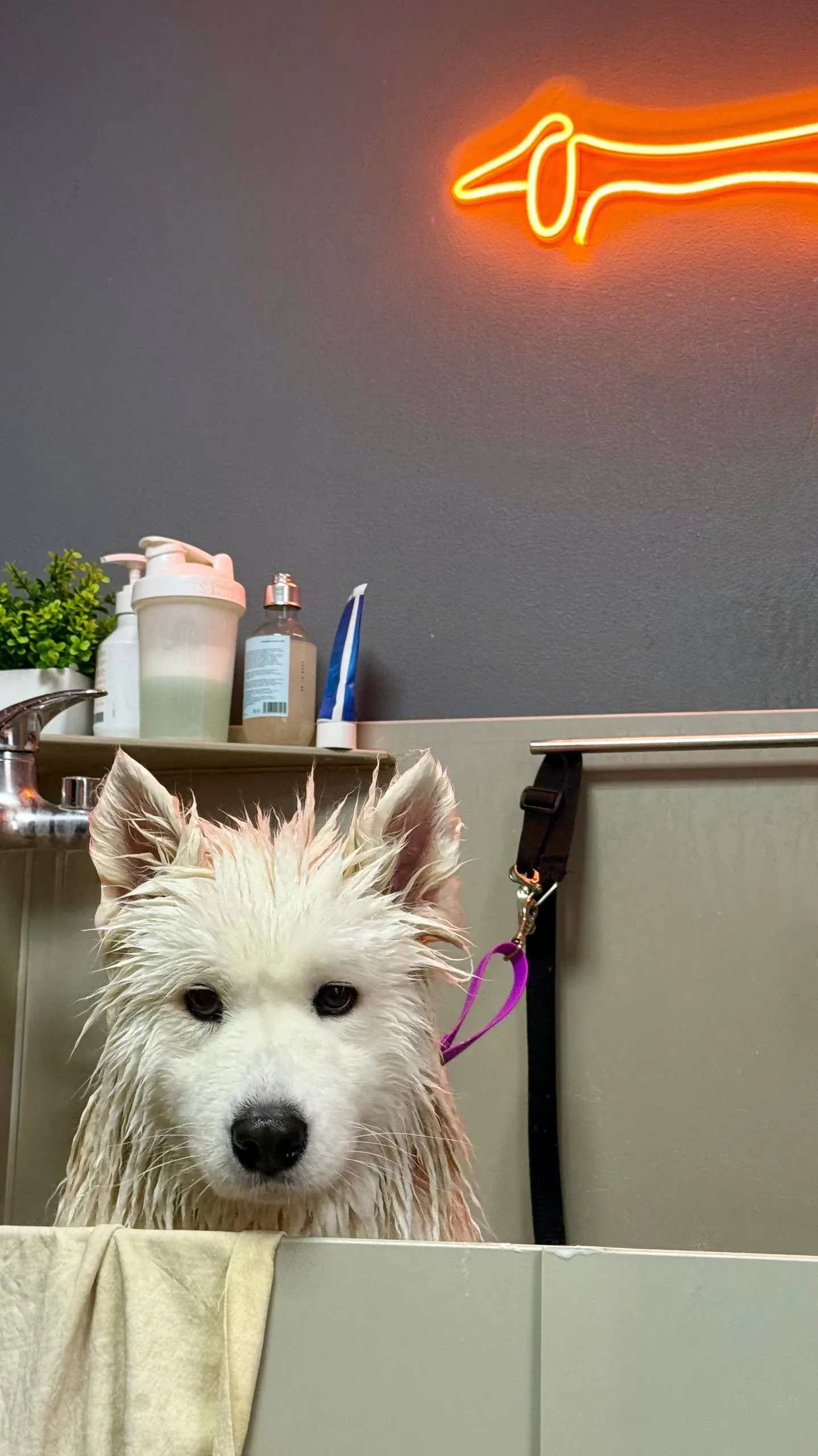 Easy Groom — работы и услуги — фото 42