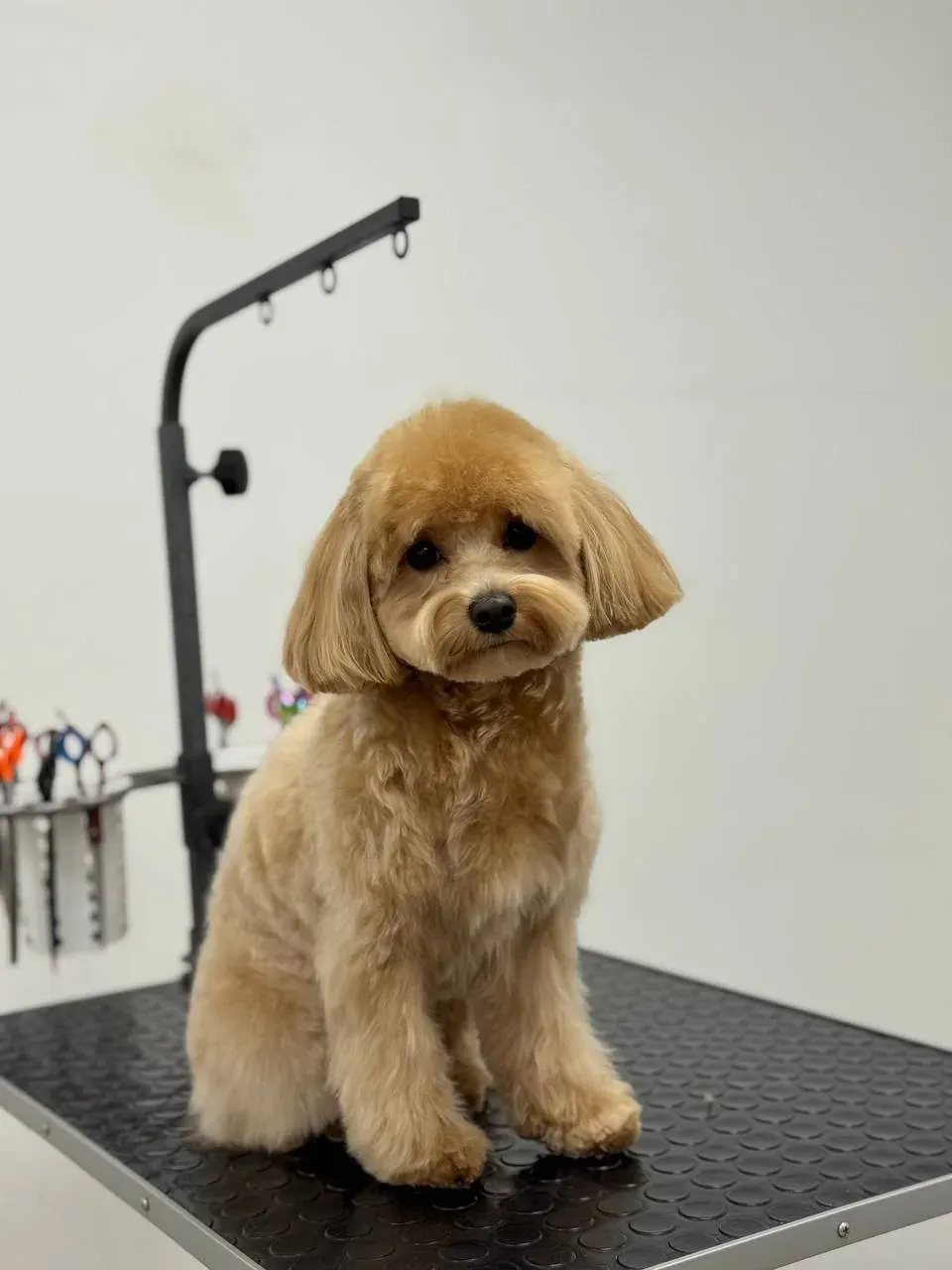 Easy Groom — работы и услуги — фото 44