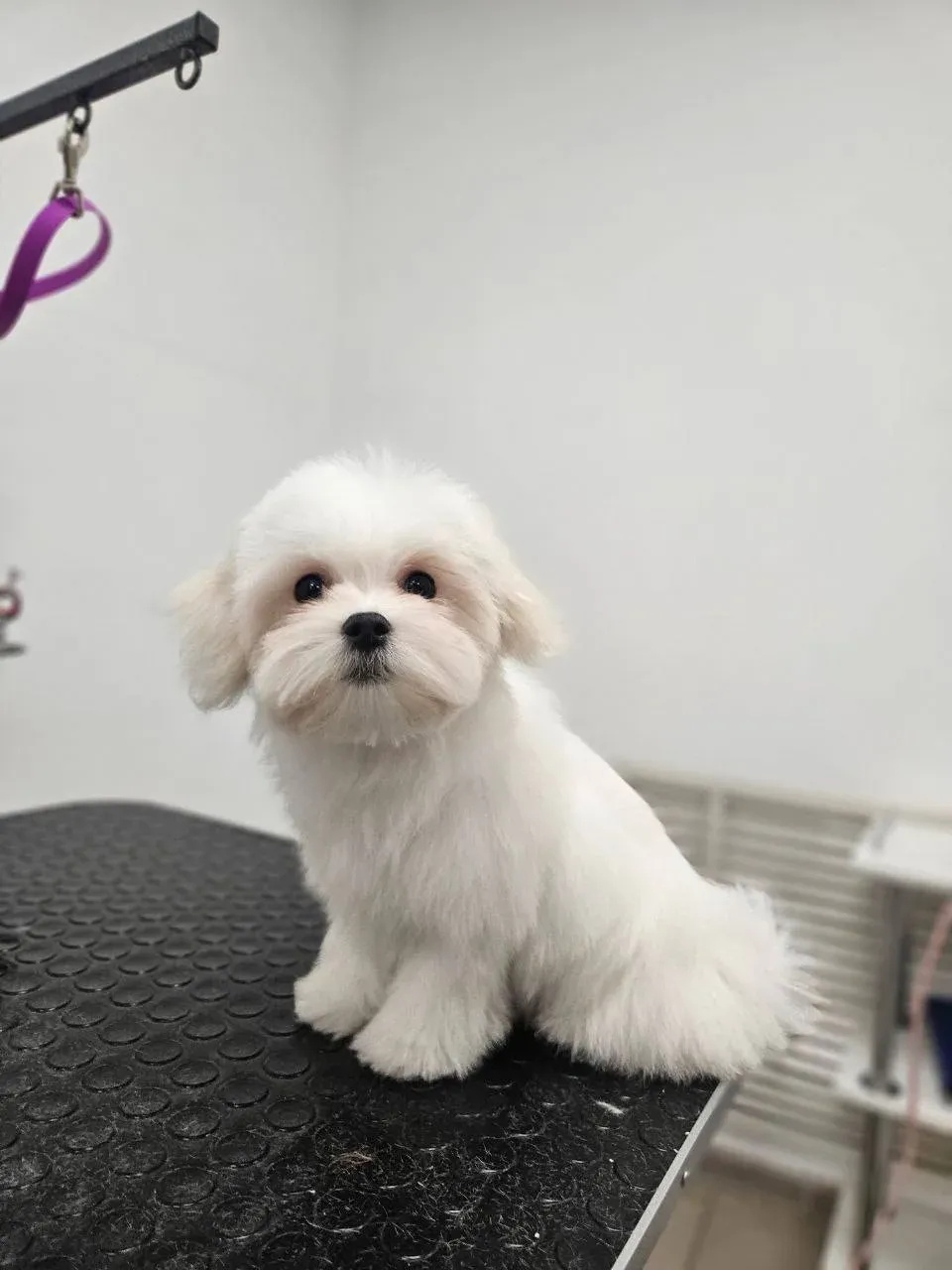 Easy Groom — работы и услуги — фото 45