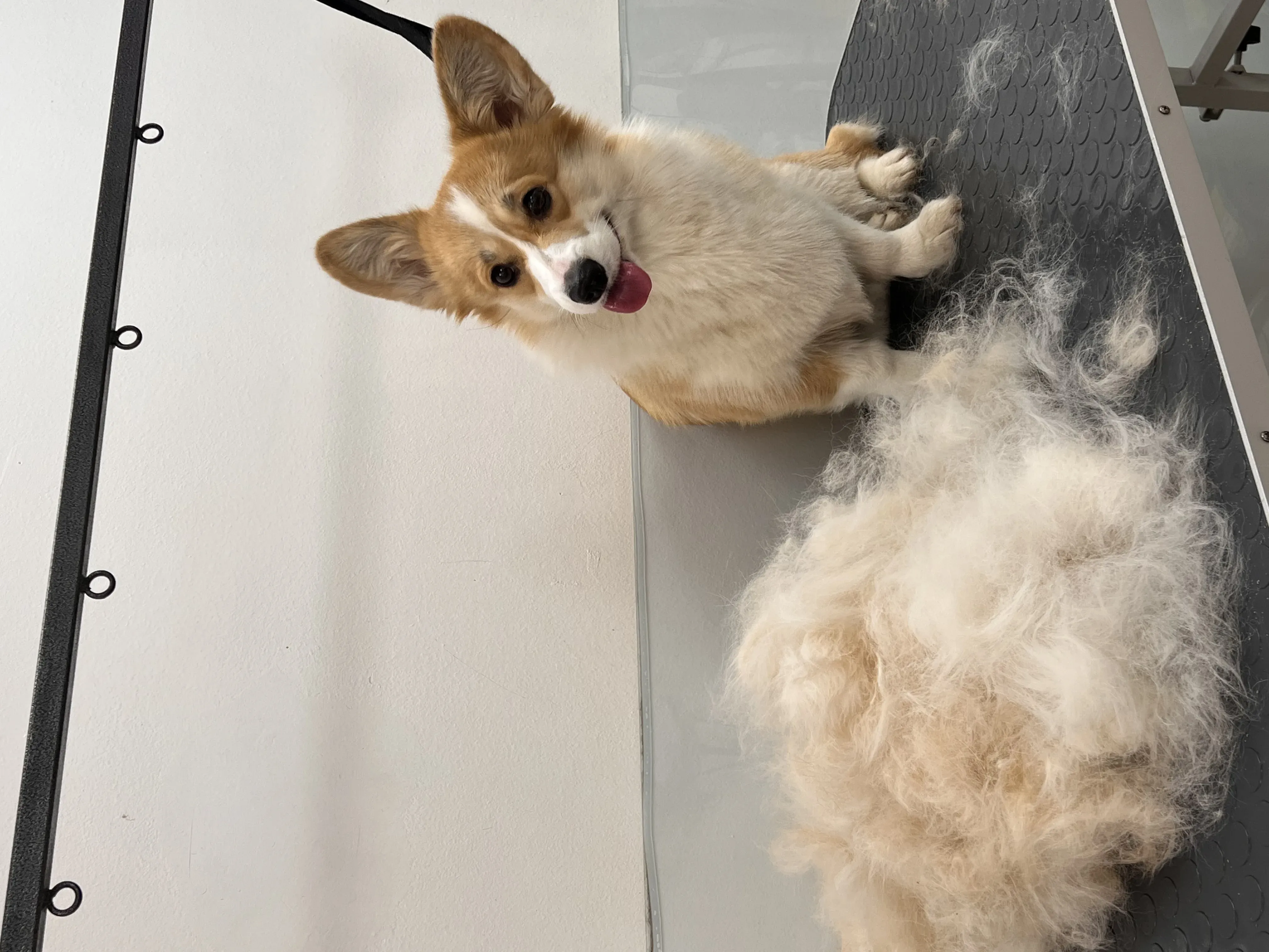 Easy Groom — работы и услуги — фото 50
