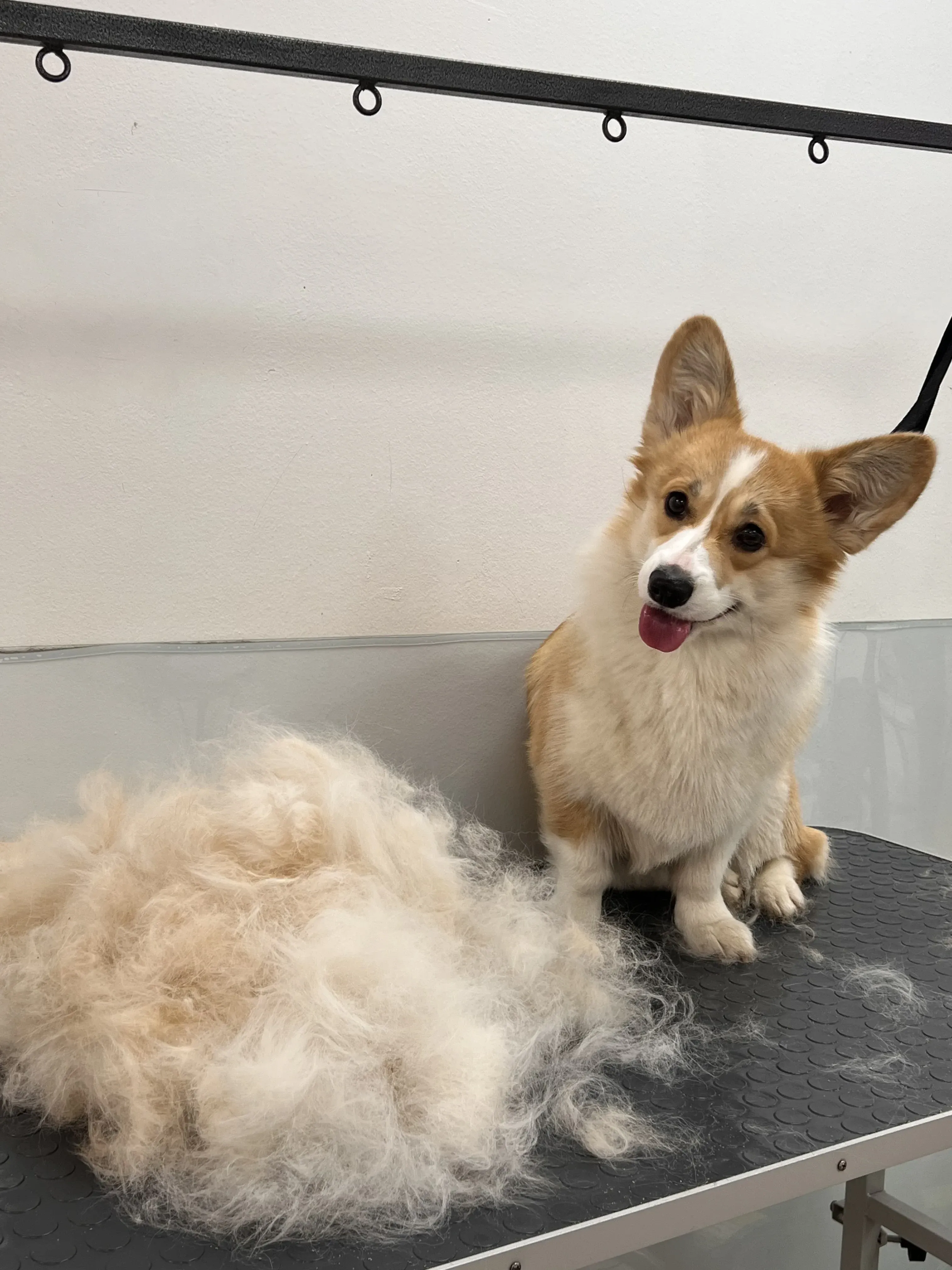Easy Groom — работы и услуги — фото 37