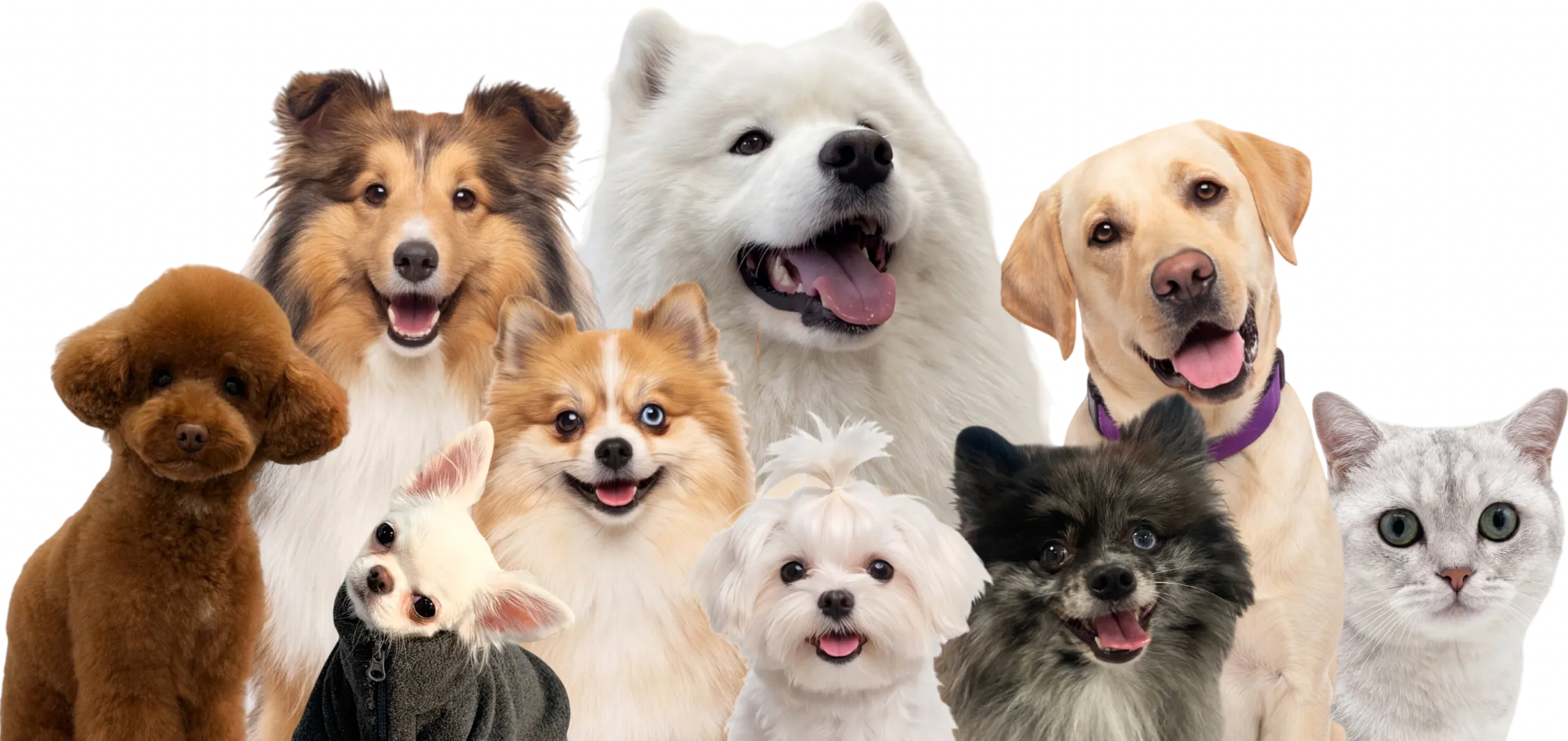 Собаки и кошка — клиенты салона Easy Groom